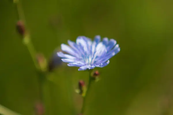 Flores Azules Naturaleza Achicoria —  Fotos de Stock