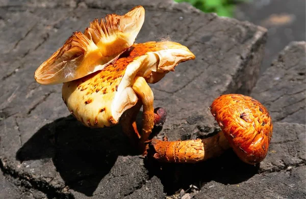 Champignons Jaunes Sur Moignon Bois Gros Plan — Photo