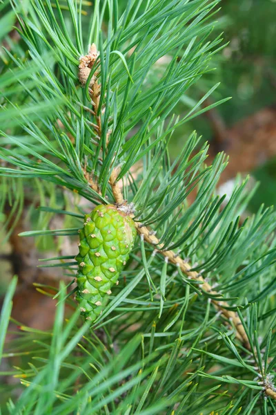 Large Green Needles Tree Spruce — Stock Photo, Image