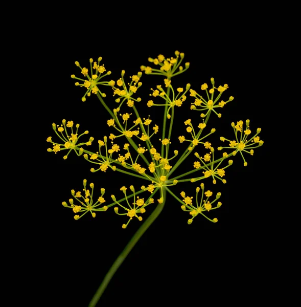Siyah Arka Plan Üzerine Taze Dereotu Çiçekler — Stok fotoğraf