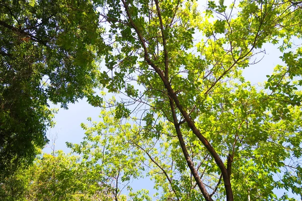 Green Leaves Tree Sky — Stock Photo, Image
