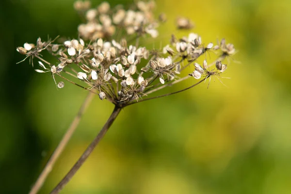 Dry Flower Dill Nature — Stock Photo, Image