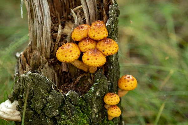 Champignons Dans Forêt Nature Paysage — Photo