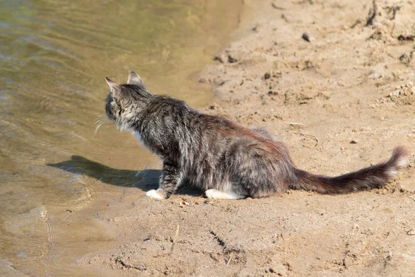 海滩上的野灰猫 — 图库照片