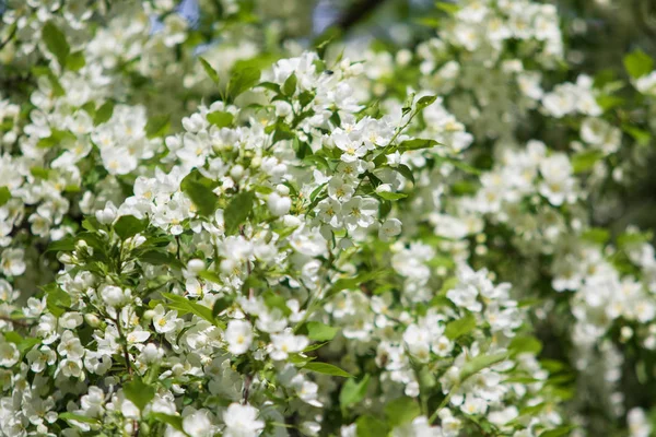 自然の花の風景でリンゴの木 — ストック写真