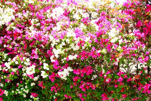 Bougainvillea Helle Blumen Landschaft — Stockfoto