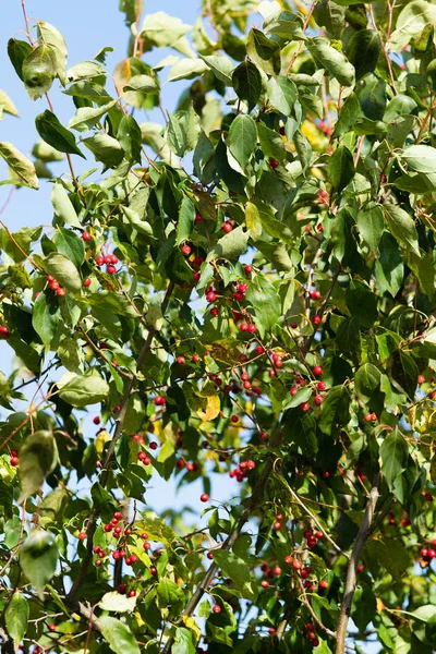 Beyaz Vahşi Küçük Meyveler Üzerinde Kırmızı Elmalar — Stok fotoğraf