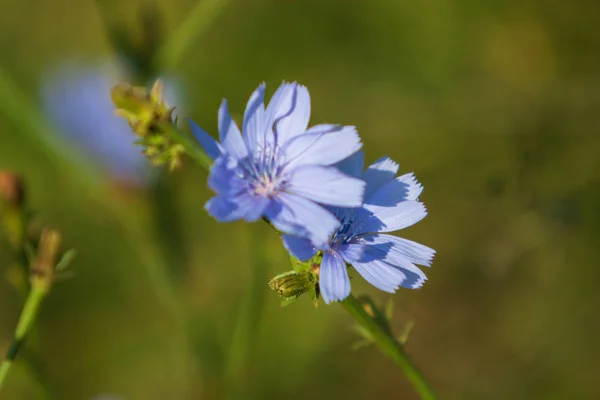 Blauwe Bloemen Witloof Natuur — Stockfoto