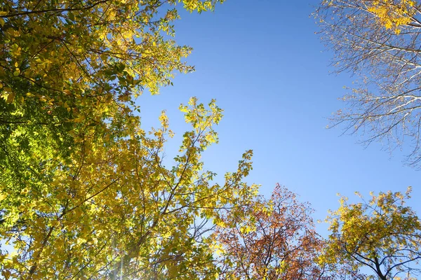 Leaves Trees View Sky Autumn Landscape — Stock Photo, Image