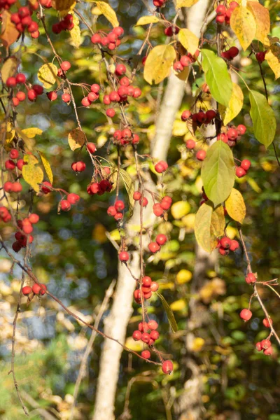 Red Apples Tree Autumn — Stock Photo, Image