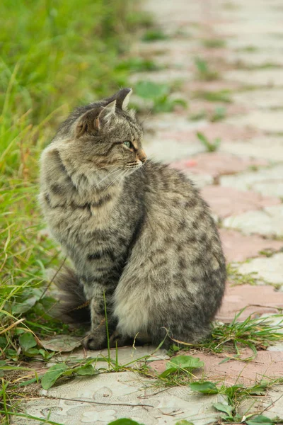 Lindo Gato Aire Libre Naturaleza —  Fotos de Stock