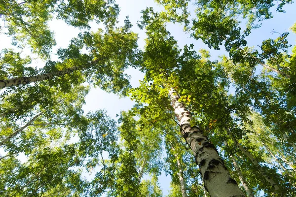 桦树森林的看法从下面到天空 — 图库照片