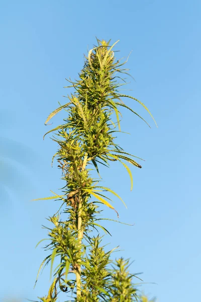 Cannabis Groene Bush Hemelachtergrond — Stockfoto