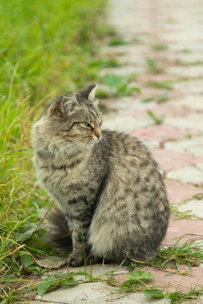 Lindo Gato Aire Libre Naturaleza —  Fotos de Stock