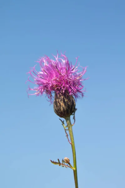 Serratula Coronata Blue Sky Background Selective Focus Social Network Concept — Stock Photo, Image