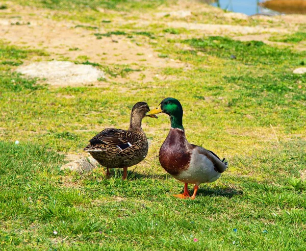 Wilde Eenden Een Groene Weide — Stockfoto