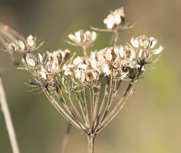 Droge Peterselie Bloemen Aard — Stockfoto