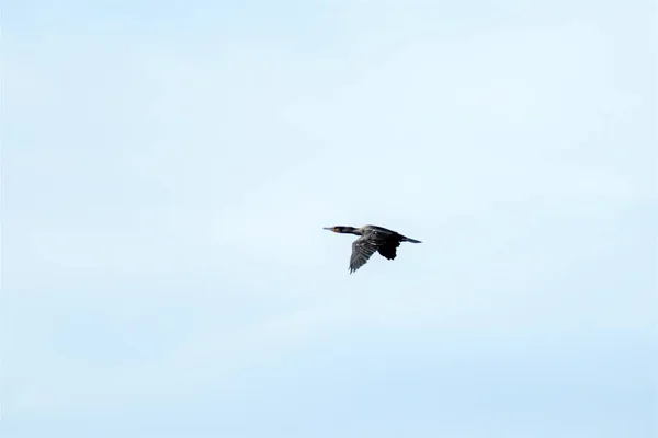 Der Vogel Fliegt Die Ferne Gegen Den Himmel — Stockfoto
