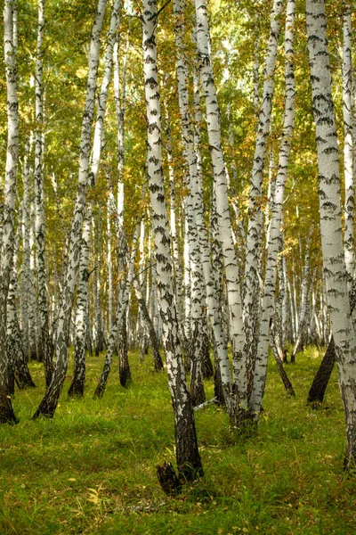 Floresta Bétula Amarela Final Outono Natureza Paisagem — Fotografia de Stock