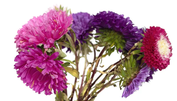 Aster Fiori Isolati Sfondo Bianco — Foto Stock