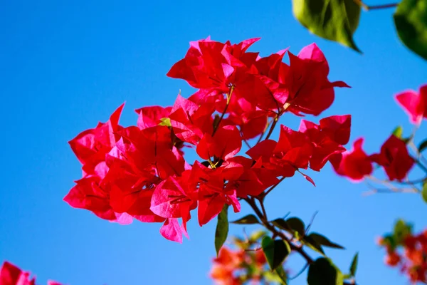 Bougainvillea Flores Brillantes Paisaje —  Fotos de Stock