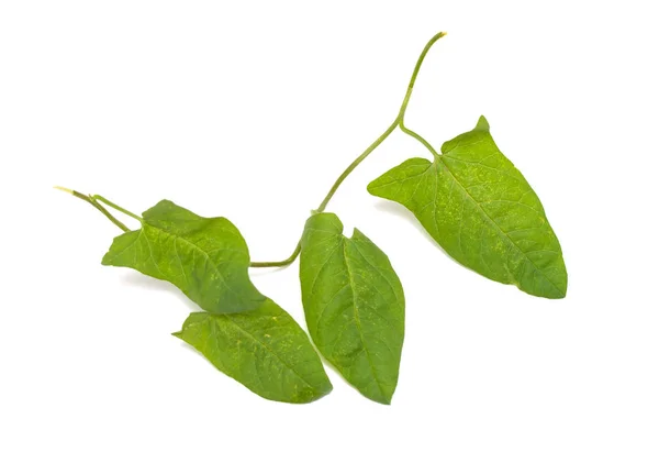 Groene Bladeren Van Een Klimplant Een Witte Achtergrond — Stockfoto