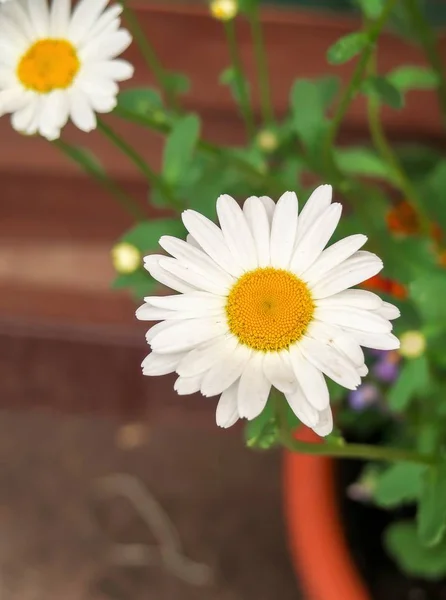 Strauß Weißer Kamillenblüten Auf Grauem Holzhintergrund — Stockfoto