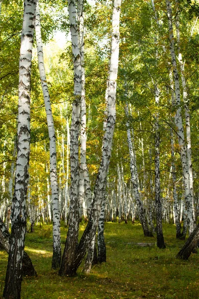 Gul Björkskog Sena Hösten Natur Landskap — Stockfoto