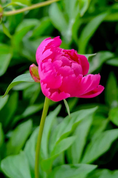 自然の写真花牡丹ピンク — ストック写真