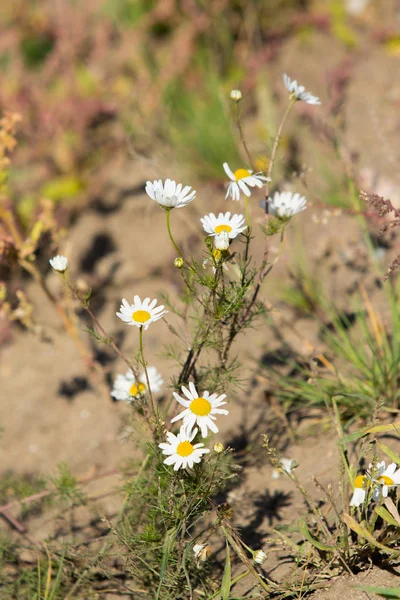 カモミールの花フィールド風景 — ストック写真