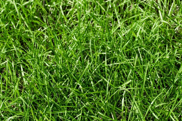 Green Grass Bokeh Blurred Background — Stock Photo, Image