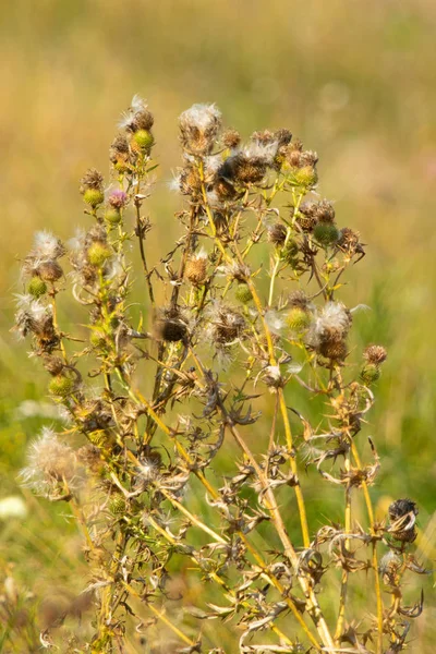 Oset Zwiędły Jesień Natura — Zdjęcie stockowe