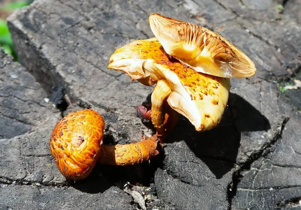 Cogumelos Amarelos Toco Madeira Closeup — Fotografia de Stock