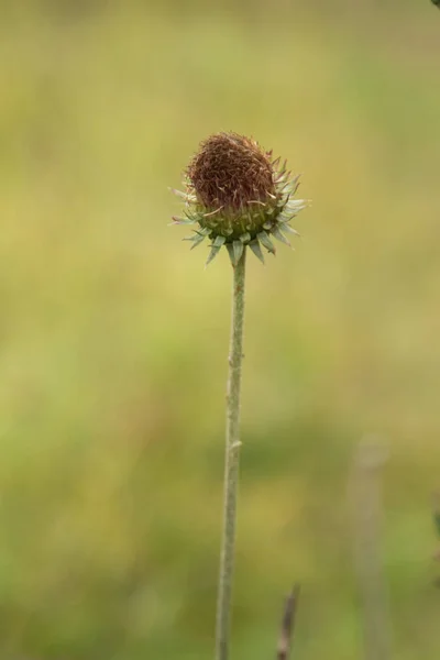 Thistle Blomma Närbild Natur — Stockfoto