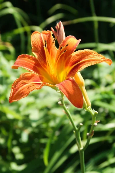 Fiore Giglio Arancione Natura — Foto Stock