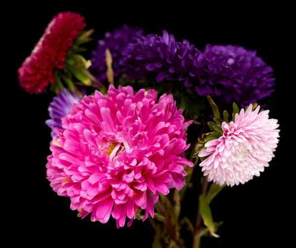Aster Flowers Isolated Black Background — Stock Photo, Image