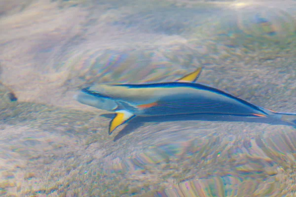 reef fish top view, defocused by water