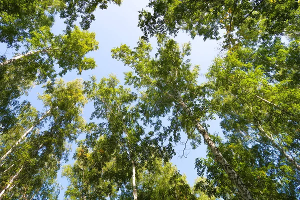 Bouleau Vue Sur Forêt Bas Dans Ciel — Photo