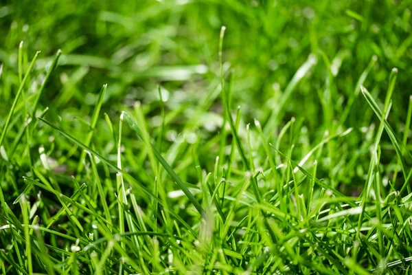 ボケ味がぼやけて背景で緑の草 — ストック写真