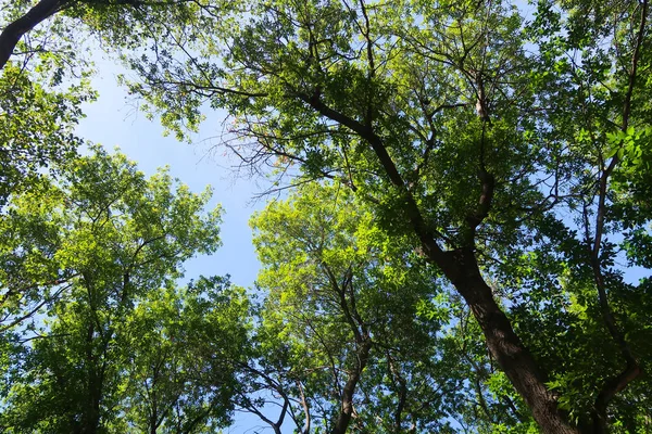 青空と緑の木々 を下から見る — ストック写真