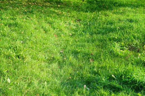 緑の芝生のクローズ アップの背景 — ストック写真