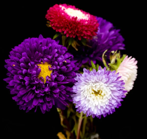 Aster Fleurs Isolées Sur Fond Noir — Photo