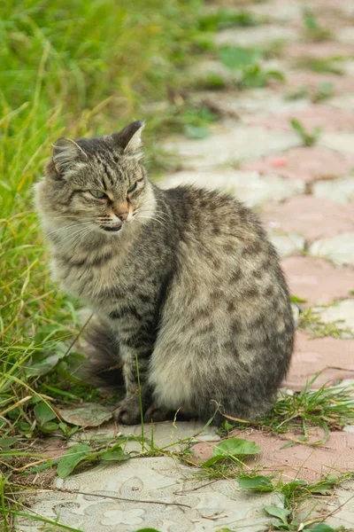 可爱的猫户外性质 — 图库照片