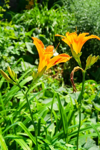 Bloem Oranje Lelie Natuur — Stockfoto