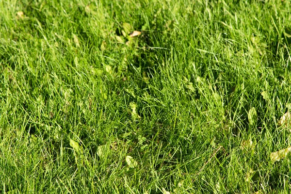 Green Grass Bokeh Blurred Background — Stock Photo, Image