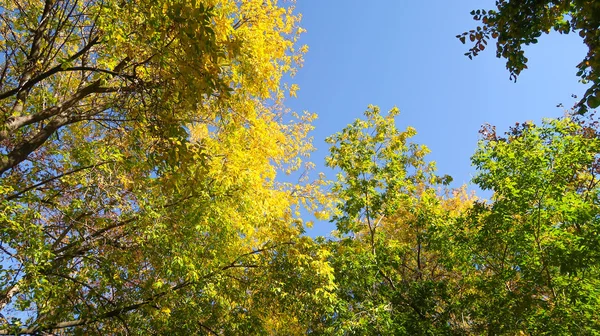 树叶从下面到天空 秋天的风景 — 图库照片