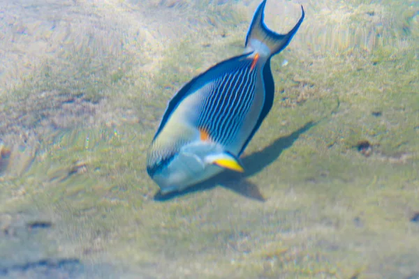 Vista Superior Los Peces Arrecife Desenfocado Por Agua — Foto de Stock