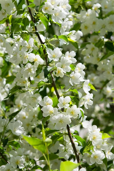 Witte Bloemen Apple Close Natuur Landschap — Stockfoto