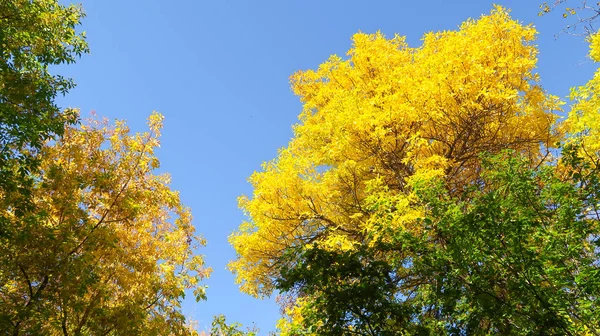 Bladeren Van Bomen Weergave Van Onderen Hemel Herfst Landschap — Stockfoto