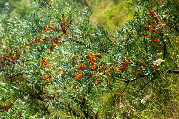 Bacche Olivello Spinoso Mature Albero — Foto Stock